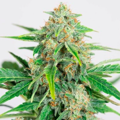 Auto CBD Feminizada