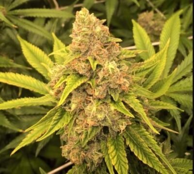 Gelato Auto