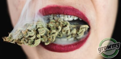 Critikal kush