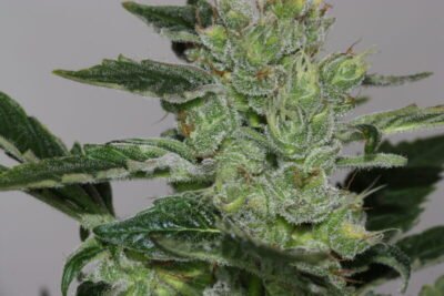 Candy fruit Feminizada