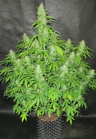 Northern Light Auto
