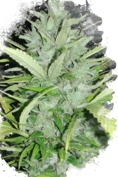 Cheese Auto 25ud