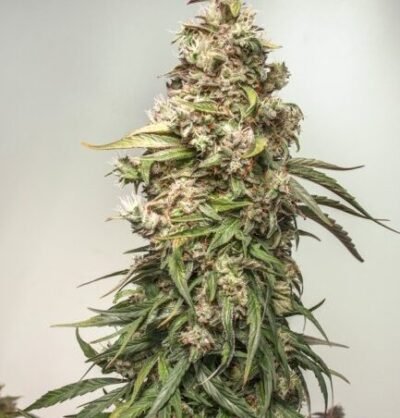 Charlotte Auto CBD 25ud