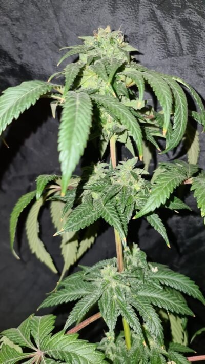 Deep Chunk Regular - Imagen 2