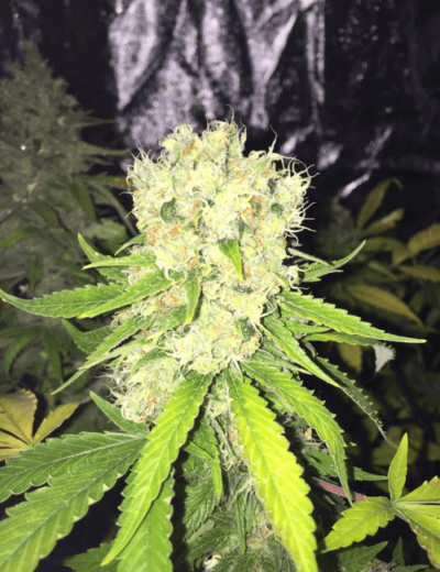 Cinderella 99 Regular - Imagen 2
