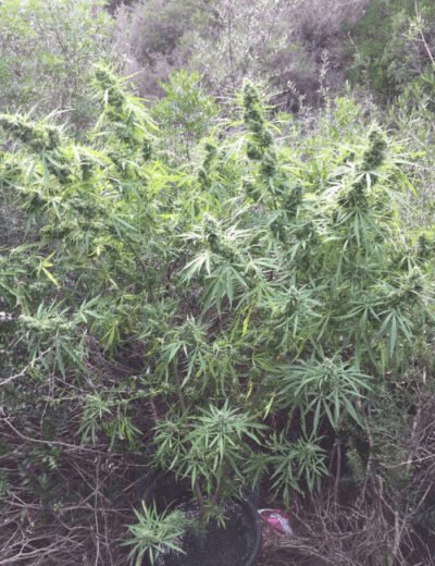 Malawi Gold Regular - Imagen 2