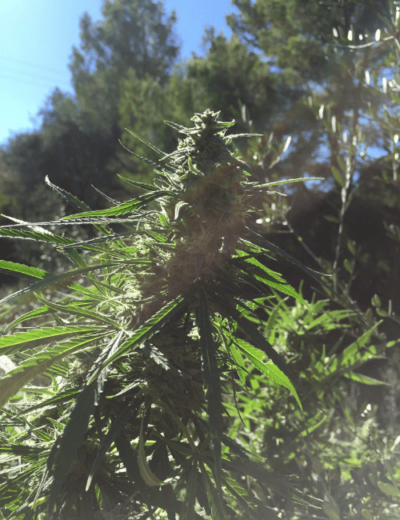 Malawi Gold Regular - Imagen 3