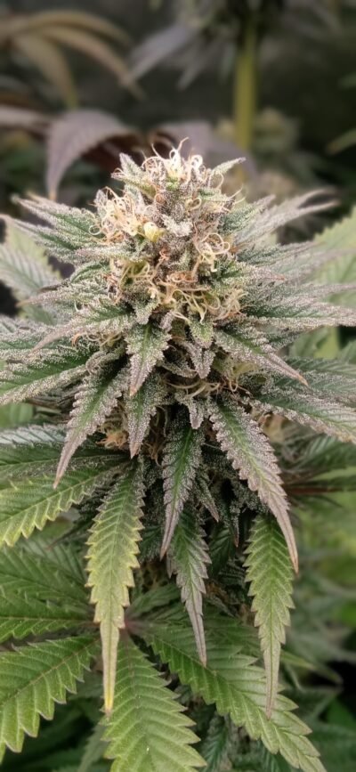 Super Og 33