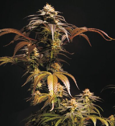 Black Domina XXL Auto 25 und