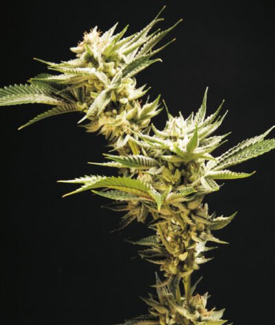 Blueberry Auto 25ud