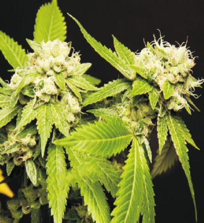 Caramel Auto
