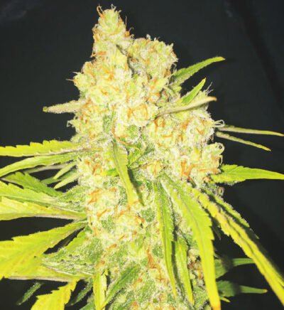 Cheese xl Auto 25UND