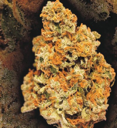 Critical Auto
