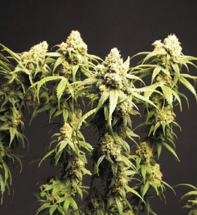 Madnum XL Auto