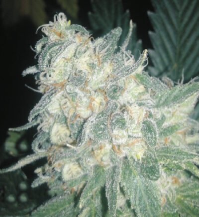 Og Kush feminizada 25UND