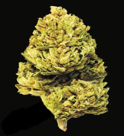 White Widow feminizada 25UND