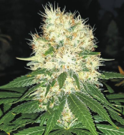 Zkittlez feminizada 25 UND
