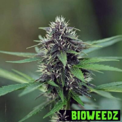 Black Skandy CBD Auto