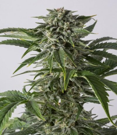 Bubba Kush Auto Pack de 10semillas + 2 regalo