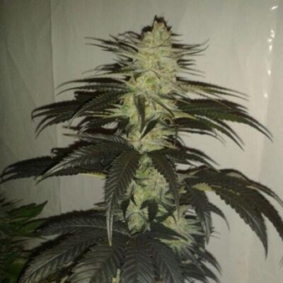 Lilly Feminizada pack 11 semillas + 4 cheese fast de regalo