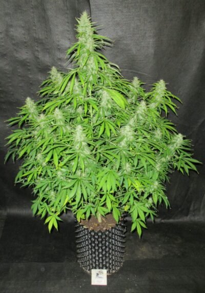 Northern Light Auto pack 25s +10 de regalo