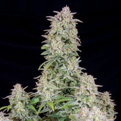 Runtz Auto Pack de 25s + 9 de regalo