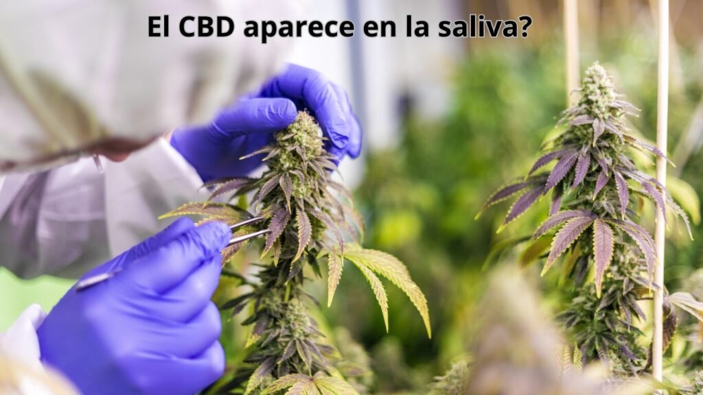 comprar cbd en mallorca, comprar cbd de calidad, comprar cbd premium,