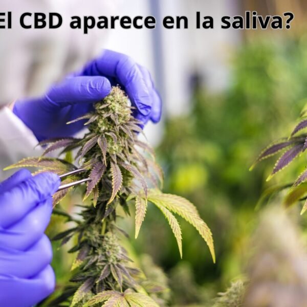 comprar cbd en mallorca, comprar cbd de calidad, comprar cbd premium,
