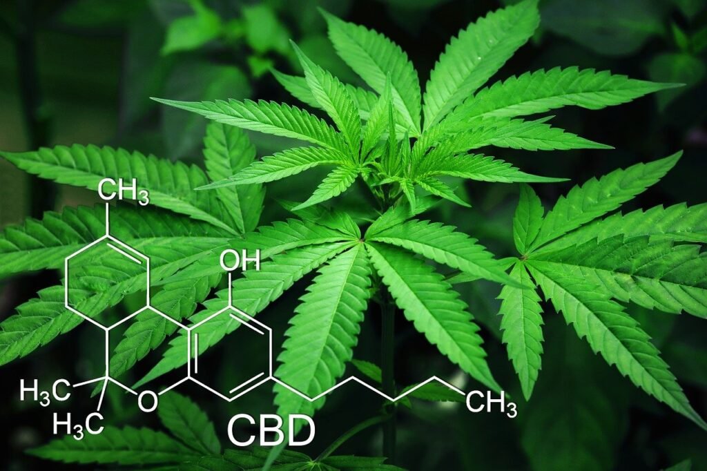 cbd online mallorca, comprar cbd en mallorca, cbd premium, cbd de calidad,