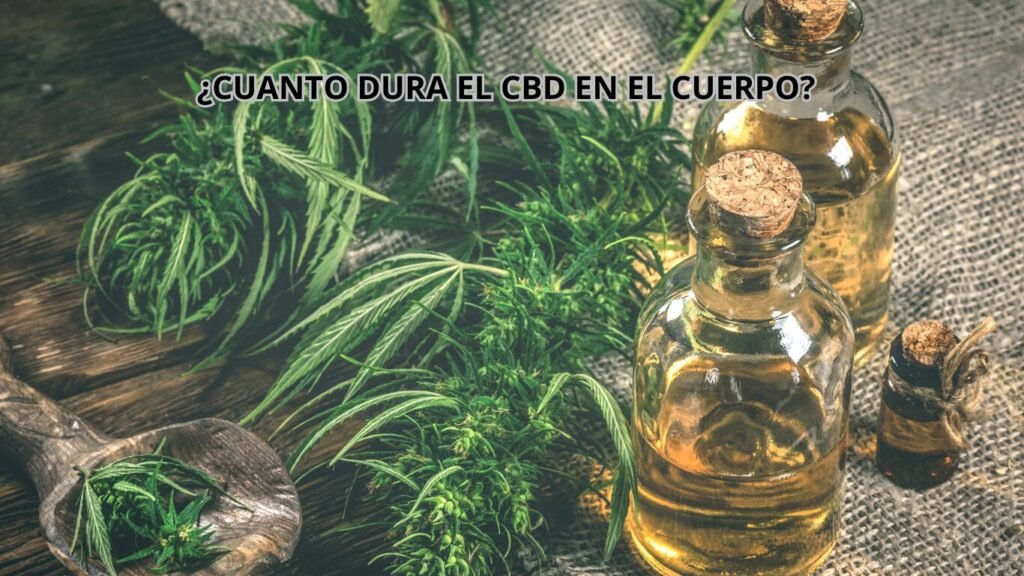 ¿CUANTO DURA EL CBD EN EL CUERPO?