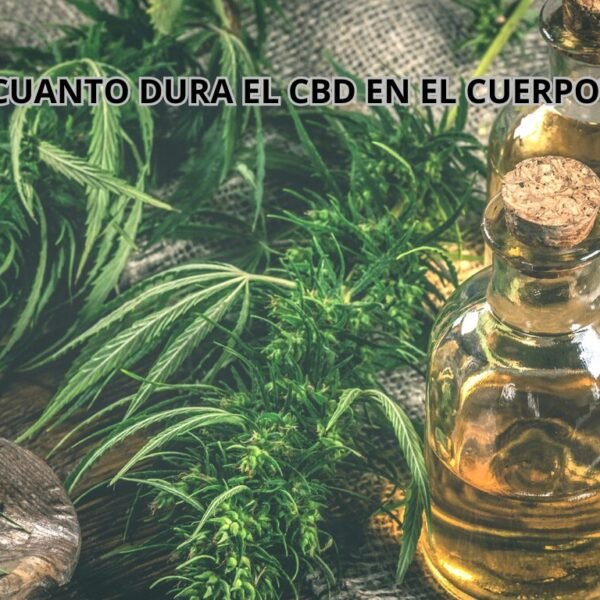 ¿CUANTO DURA EL CBD EN EL CUERPO?